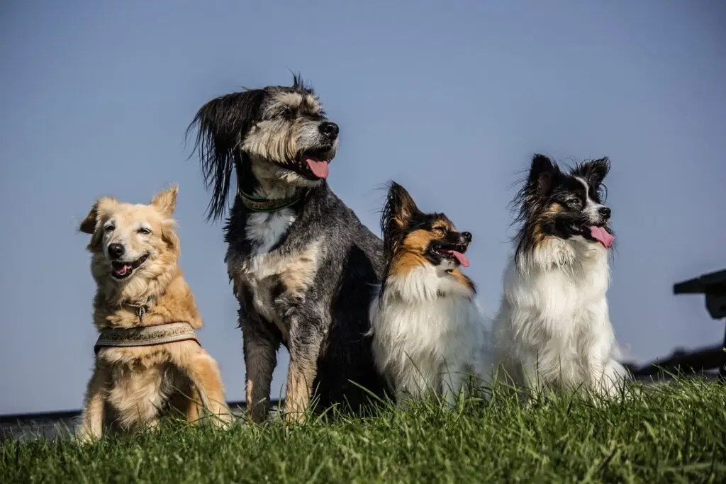 Four dogs sitting in a line