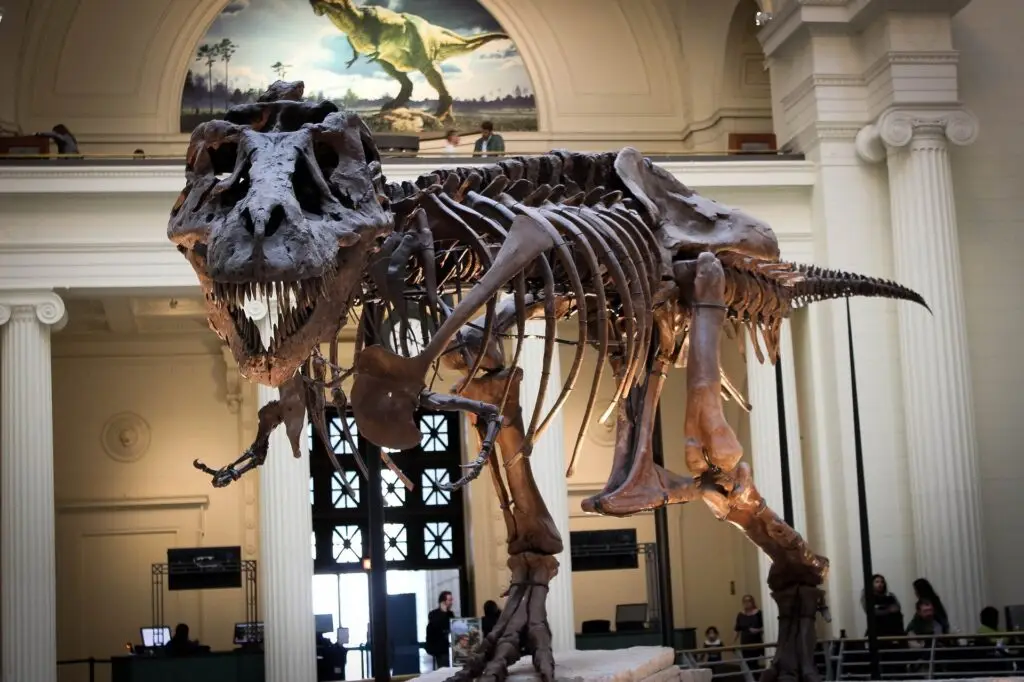 Tyrannosaurus Rex Dinosaur - Field Museum of Natural History, Chicago